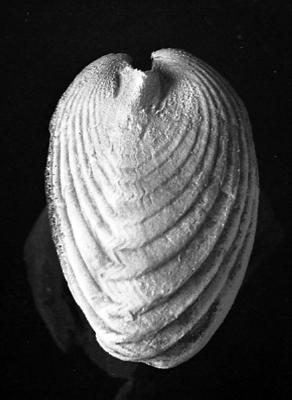 https://files.geocollections.info/large/57/bf/57bfb50b-aaf0-4eba-8ca5-20fe40ebb347.jpg