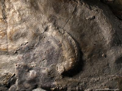 https://files.geocollections.info/large/57/e5/57e598f9-28e2-4ed0-b8e3-e16a6e5348c9.jpg