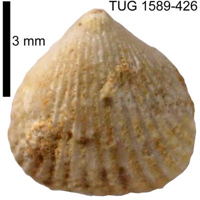 https://files.geocollections.info/large/57/f8/57f8977d-385d-45b4-ad18-8426fafe2118.jpg