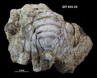 https://files.geocollections.info/large/58/23/58231fb9-ae3e-4a2f-84c0-ab7fc433df5f.jpg