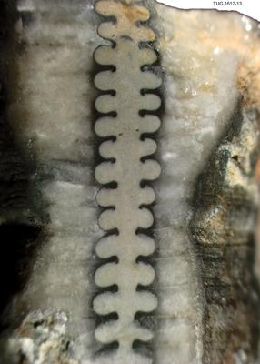 https://files.geocollections.info/large/58/23/58238c34-3341-4f5b-96cf-00541fd4b00f.jpg