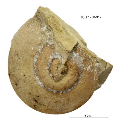 https://files.geocollections.info/large/58/40/584054ba-b6d8-49a8-91b9-ab6c02731186.jpg