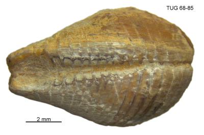 https://files.geocollections.info/large/58/66/5866df88-13e4-4521-92d2-88b16100c0dc.jpg