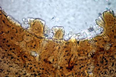 https://files.geocollections.info/large/58/85/58855799-1836-4c95-9de1-5955e98c45dc.jpg