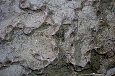 https://files.geocollections.info/large/58/9e/589e6e95-b731-447e-a409-3446a667a269.jpg