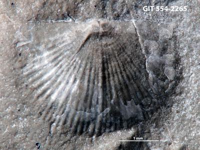 https://files.geocollections.info/large/58/a6/58a647dc-2beb-438e-b751-dc3d0f0507d5.jpg