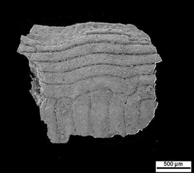 https://files.geocollections.info/large/58/b3/58b3368a-8be4-4303-a1a2-c6f0e0aa9a90.jpg