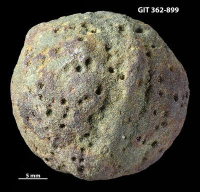 <i>Trypanites isp.</i><br />Vohilaid outcrop 8 (8 after B. Stein),  m, Pirgu Stage