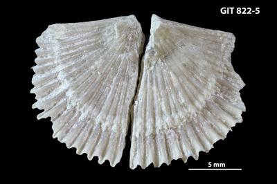 https://files.geocollections.info/large/58/e3/58e36e94-667e-4929-8cd7-979e2db596fc.jpg