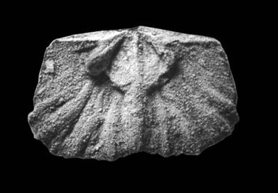 https://files.geocollections.info/large/59/1f/591f1c16-8d58-4edb-bf31-d6b753bc3a36.jpg