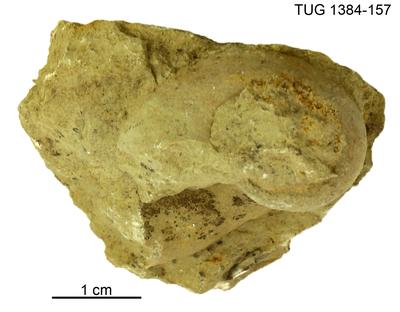 https://files.geocollections.info/large/59/2f/592fc95f-3485-448c-95f7-83b3dacb8522.jpg