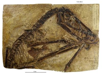 https://files.geocollections.info/large/59/5f/595f2695-58e7-4239-adbd-c757c01d8d4c.jpg