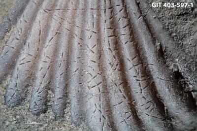 <i></i><br />Ohesaare cliff,  m, Ohesaare Stage