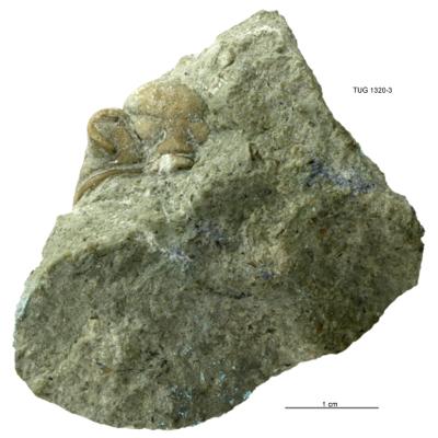 https://files.geocollections.info/large/59/77/59773940-7d4e-4f85-8b56-a797eeeeff2b.jpg