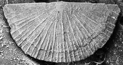 https://files.geocollections.info/large/59/cd/59cdc87e-98f5-4244-9179-8a3abf0c07bd.jpg