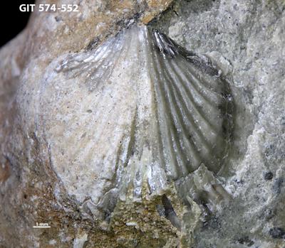 https://files.geocollections.info/large/59/f4/59f4aeb1-34ed-4422-a8e8-5ceff8c5d400.jpg