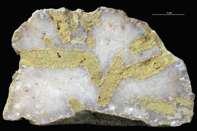 <i>Sanctum isp.</i><br />Sõmeru,  m, Keila Stage