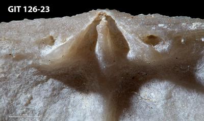 https://files.geocollections.info/large/5a/28/5a28ff77-02e2-45ee-bc08-fc8886a7ae1b.jpg