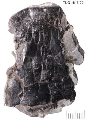 https://files.geocollections.info/large/5a/2f/5a2f8e79-4844-49ba-9bd6-466372f0d48e.jpg