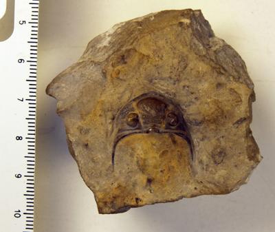https://files.geocollections.info/large/5a/5e/5a5e9257-9201-48ff-baa2-8413eb43a114.jpg