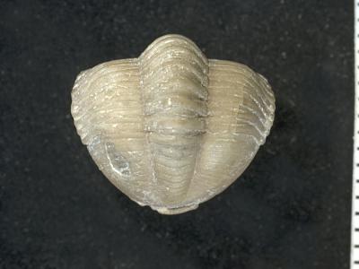 https://files.geocollections.info/large/5a/8a/5a8ad4c8-1ccd-42fc-9d23-5f48afff4b2e.jpg