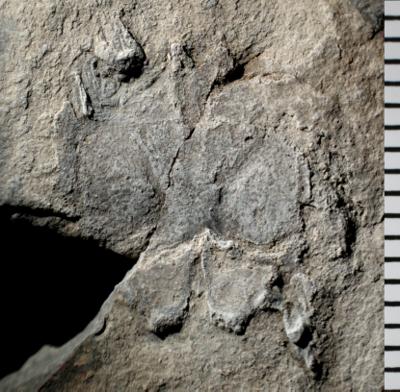 https://files.geocollections.info/large/5a/b6/5ab6d320-20b6-4b92-8270-55d34f3d783f.jpg