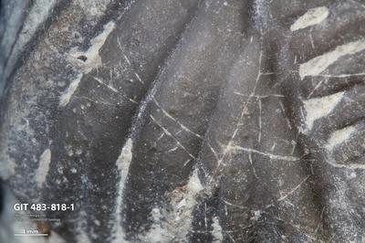 <i></i><br />Ohesaare cliff,  m, Ohesaare Stage