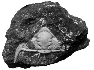 https://files.geocollections.info/large/5a/d0/5ad0e631-3229-47d9-9e0b-b2b6728df707.jpg