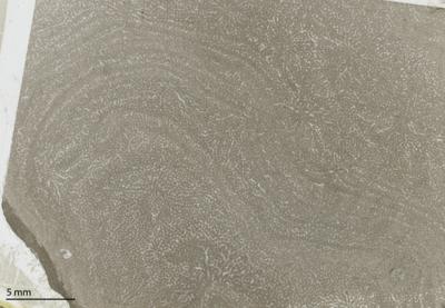 https://files.geocollections.info/large/5a/d9/5ad98fc7-fd7d-4f33-8261-015ef9e43908.jpg
