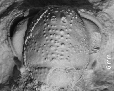 https://files.geocollections.info/large/5b/09/5b099a33-8df1-4efe-8a97-34274f14d564.jpg