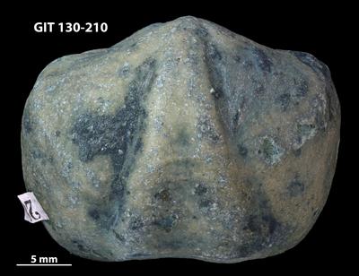https://files.geocollections.info/large/5b/13/5b1379ba-6d56-4329-8438-2c9c82f01c5a.jpg