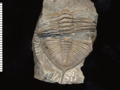 https://files.geocollections.info/large/5b/55/5b553228-8da7-4d8c-92e3-aa838bd73936.jpg