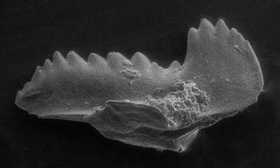 https://files.geocollections.info/large/5b/8e/5b8e45b6-aa25-4c4c-9d2c-7539b35cf59b.jpg