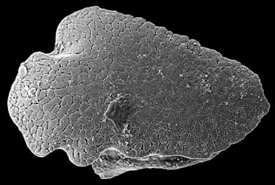 https://files.geocollections.info/large/5b/8f/5b8f8dac-8e2f-4242-b1d1-174c51ec4451.jpg