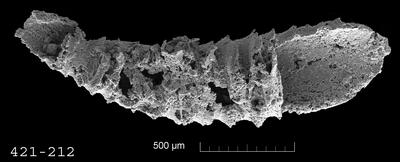 https://files.geocollections.info/large/5b/aa/5baa6771-ecfe-4757-83f5-61e15f56192f.jpg