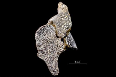 https://files.geocollections.info/large/5b/c5/5bc5735d-edba-4eb5-9c6e-5c5e948401e9.jpg