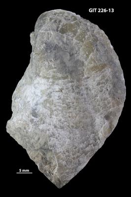 https://files.geocollections.info/large/5c/0d/5c0d603f-5bc4-4f12-9340-e58198260b8b.jpg
