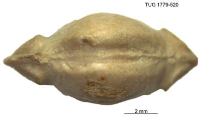 https://files.geocollections.info/large/5c/15/5c15b459-de28-46fa-9571-10a9993f0b65.jpg