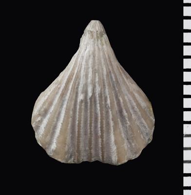 https://files.geocollections.info/large/5c/3a/5c3aa59a-43a0-4b86-9083-2bb769730477.jpg