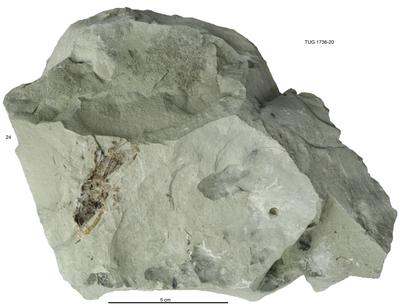 https://files.geocollections.info/large/5c/48/5c4833bb-e9ba-4311-b0ed-e5b4af0de43a.jpg