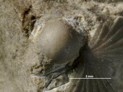 https://files.geocollections.info/large/5c/69/5c692405-1111-45f1-9142-55b0f4cdf16c.jpg