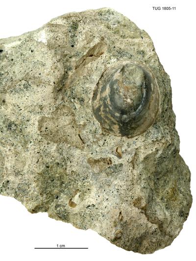 https://files.geocollections.info/large/5c/75/5c753947-344d-4099-976a-d85f4b3fc3c0.jpg
