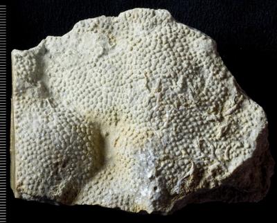 https://files.geocollections.info/large/5c/b4/5cb4d30f-8c67-44e0-9de4-94ad71bf9b65.jpg