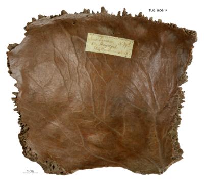 https://files.geocollections.info/large/5c/d7/5cd76826-f74d-4fc5-9d46-7efabb84e7cd.jpg