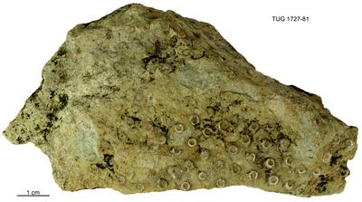 https://files.geocollections.info/large/5d/06/5d0642c7-b818-4510-9804-b215f343633c.jpg