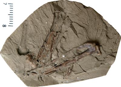 https://files.geocollections.info/large/5d/13/5d1305a0-378d-4bc8-866a-115ff32a114a.jpg