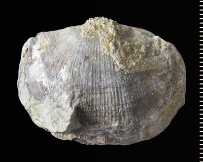 https://files.geocollections.info/large/5d/39/5d39edc8-8bf8-4adb-8f1b-5dc4a29d0a1a.jpg