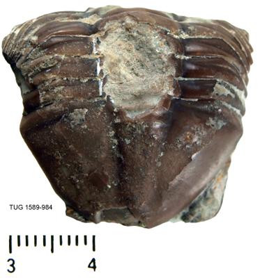 https://files.geocollections.info/large/5d/59/5d59f393-52de-45e0-ab87-0ba5619b45b9.jpg
