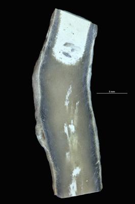 <i>Sanctum isp.</i><br />Tõrremäe,  m, Oandu Stage