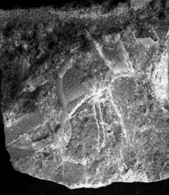 https://files.geocollections.info/large/5d/7d/5d7d248a-ef56-43c3-ac13-a361e5d45d09.jpg